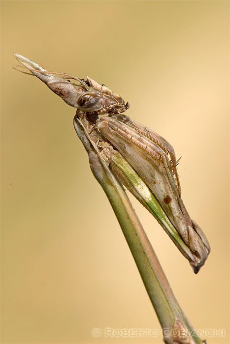 Empusa pennata